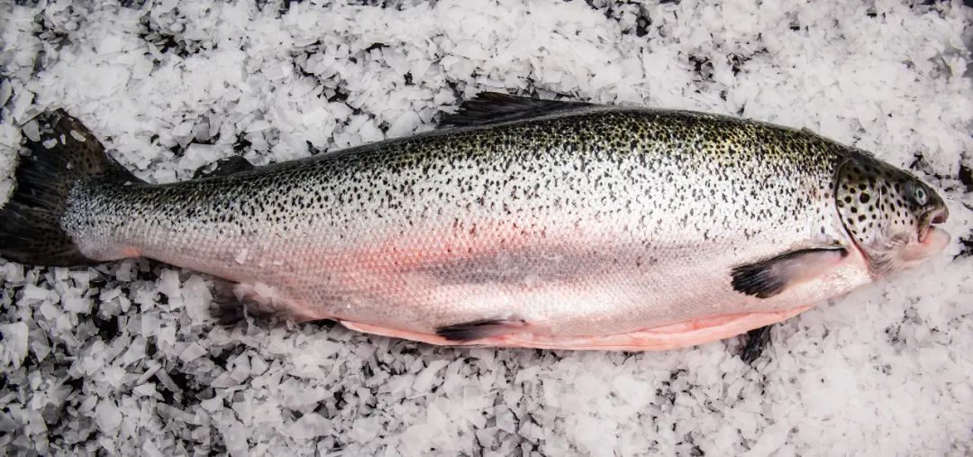 BioMar“2023年度智利十佳三文鱼养殖场”颁奖，，，Australis载誉而归！！！